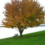 La Contemplación: El Antídoto Para Calmar la Mente